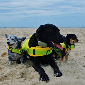 Kamizelka ratunkowa dla psa RESTUBE Dog Life Jacket - kamizelka asekuracyjna dla psa